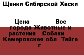 Щенки Сибирской Хаски › Цена ­ 20 000 - Все города Животные и растения » Собаки   . Кемеровская обл.,Тайга г.